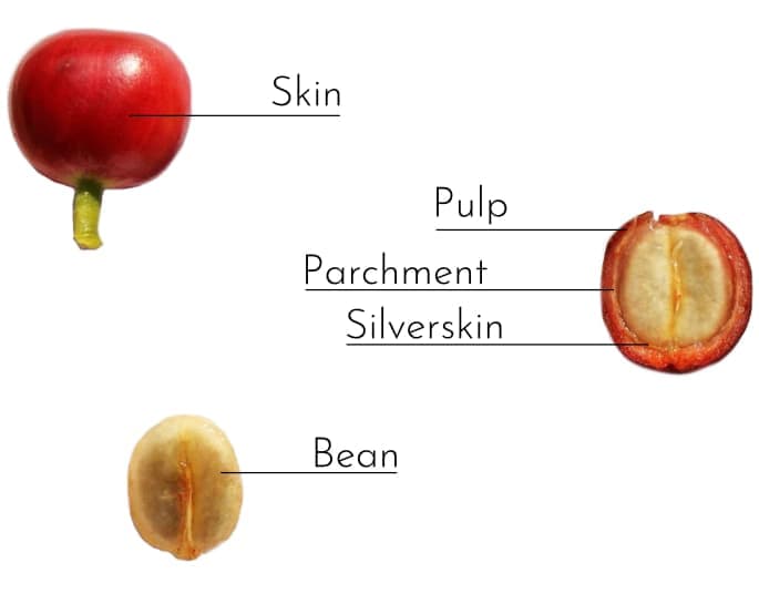 Diagram of coffee cherry anatomy