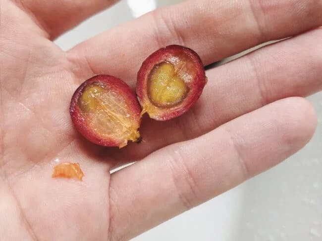 A coffee cherry cut open
