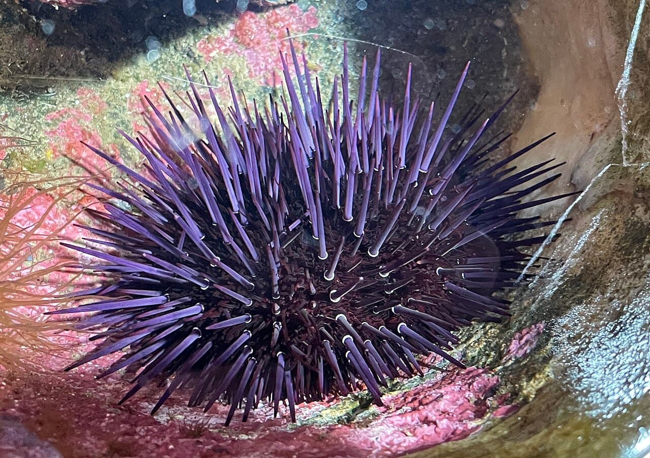 Aka uni: Pseudocentrotus depressus 2