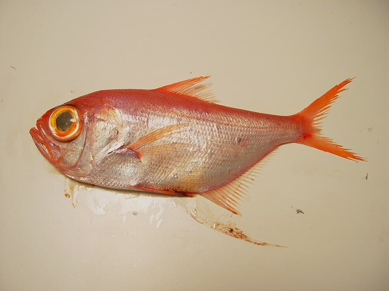 Splendid alfonsino ( Beryx splendens ), the whole animal behind Splendid alfonsino