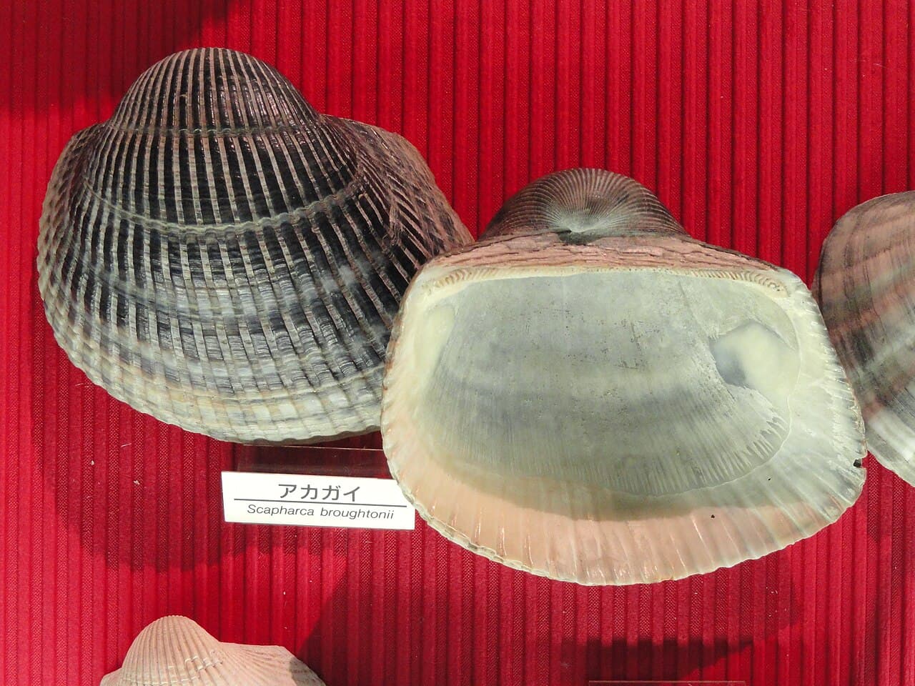 Anadara broughtonii - Osaka Museum of Natural History - DSC07791, the whole animal behind Ark shell