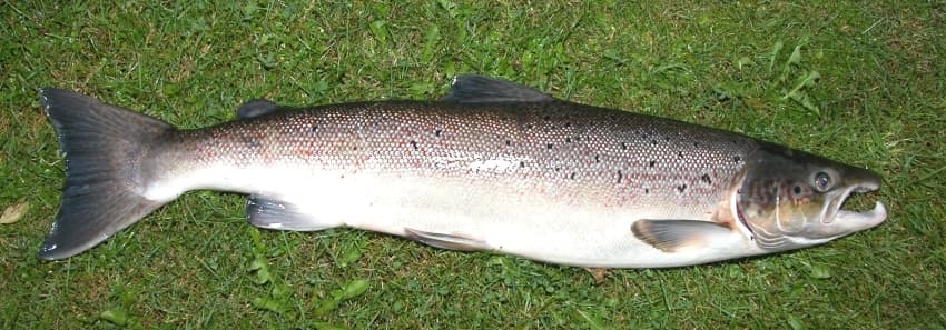 Wst atlantischer lachs stoer 001, the whole animal behind Salmon