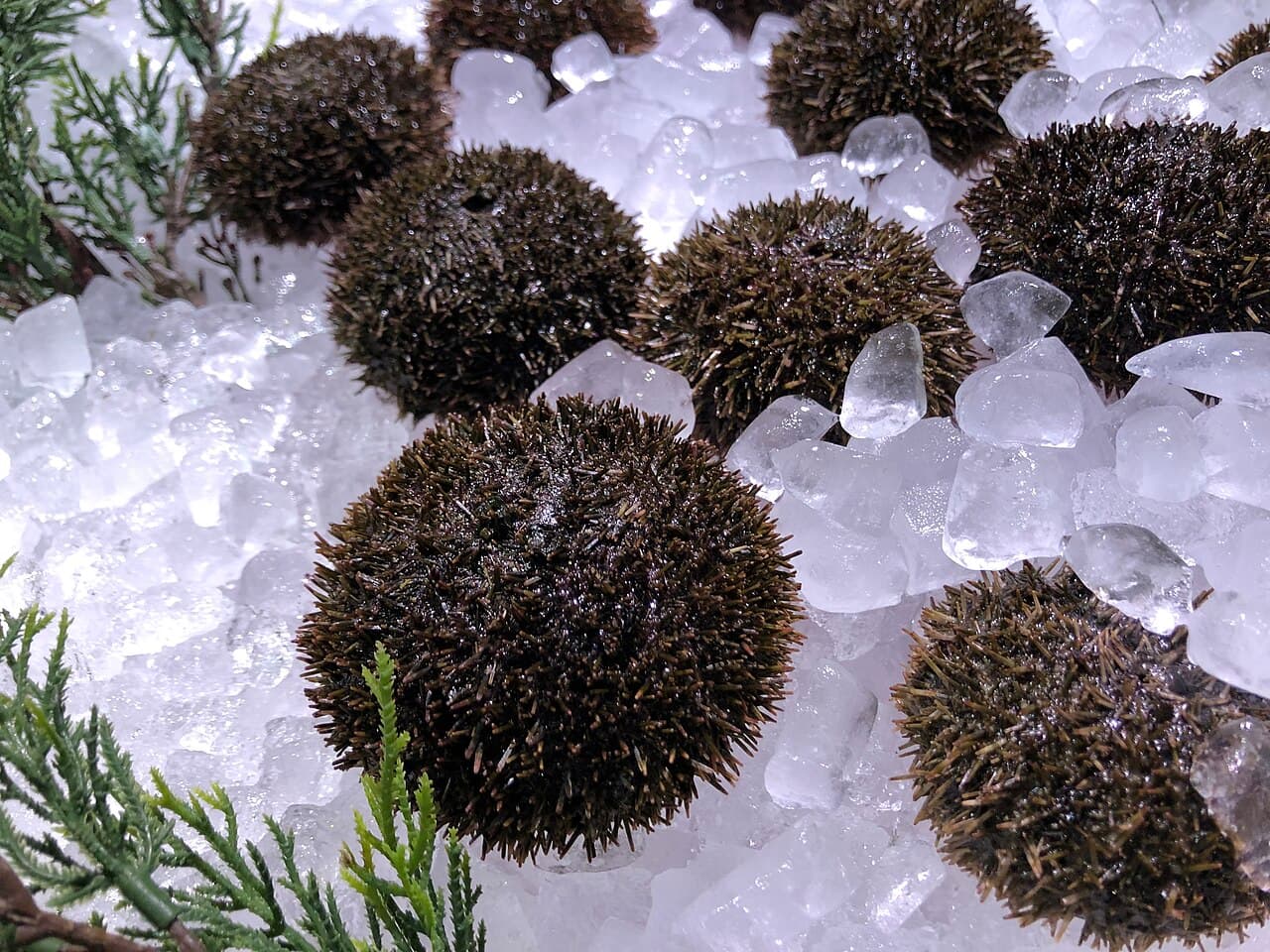 Bafun uni: Hemicentrotus pulcherrimus in market