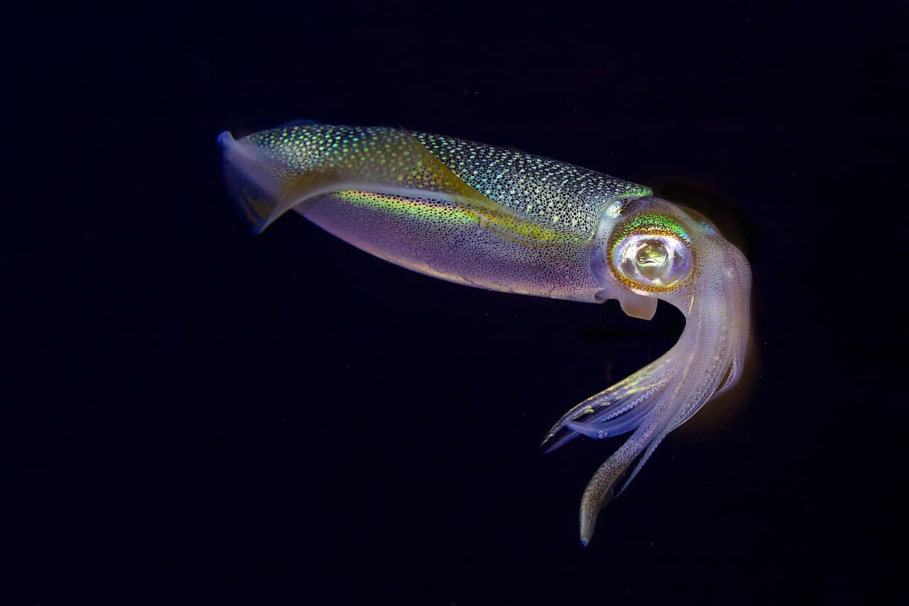 Calamar de arrecifes (Sepioteuthis lessoniana), Nosy Iranja, Madagascar, 2025-09-17, DD 134, the whole animal behind Bigfin reef squid