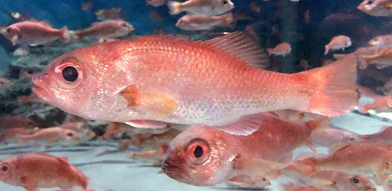 Doederleinia berycoides Marinepia 3, the whole animal behind Blackthroat seaperch