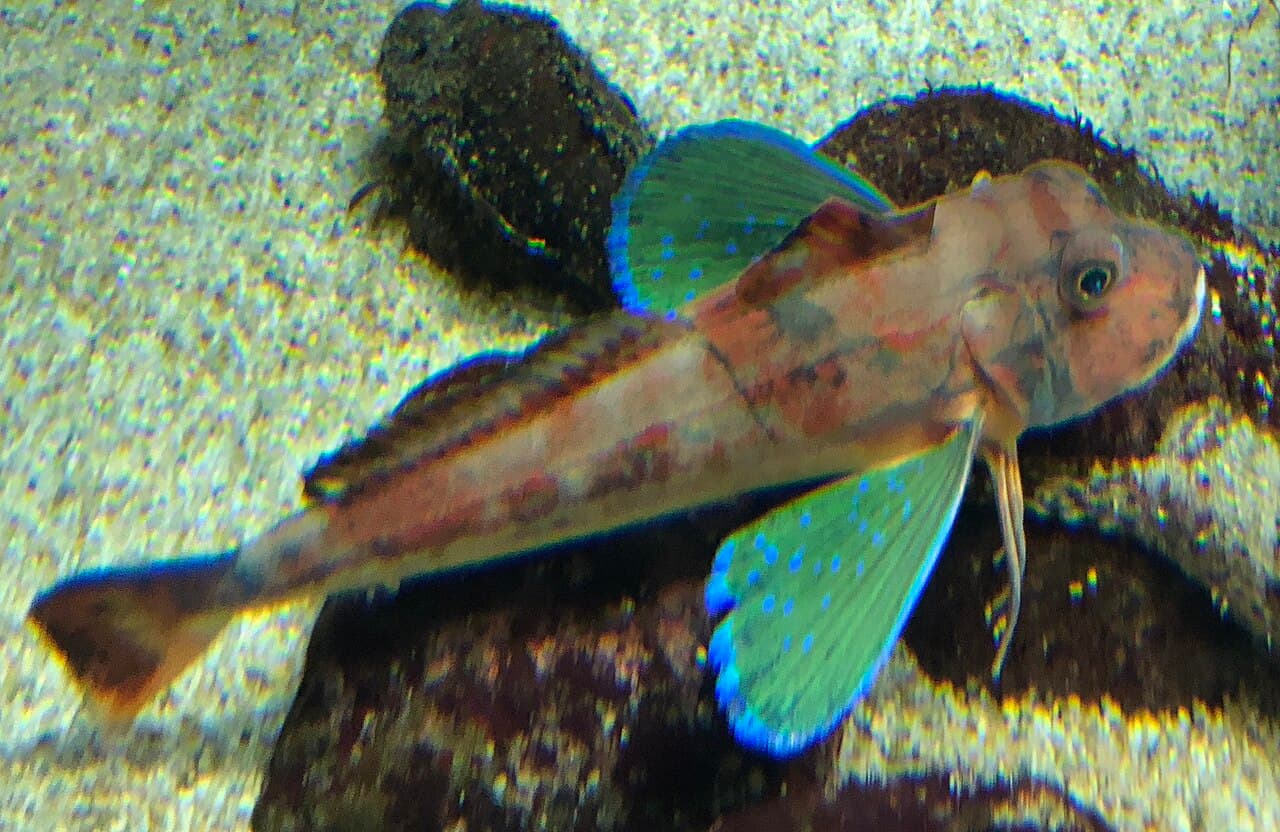 Chelidonichthys spinosus Kamo aquarium2, the whole animal behind Spiny red gurnard
