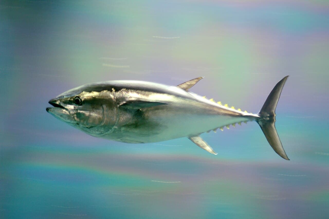 Pacific bluefin tuna, the whole animal behind Lean tuna