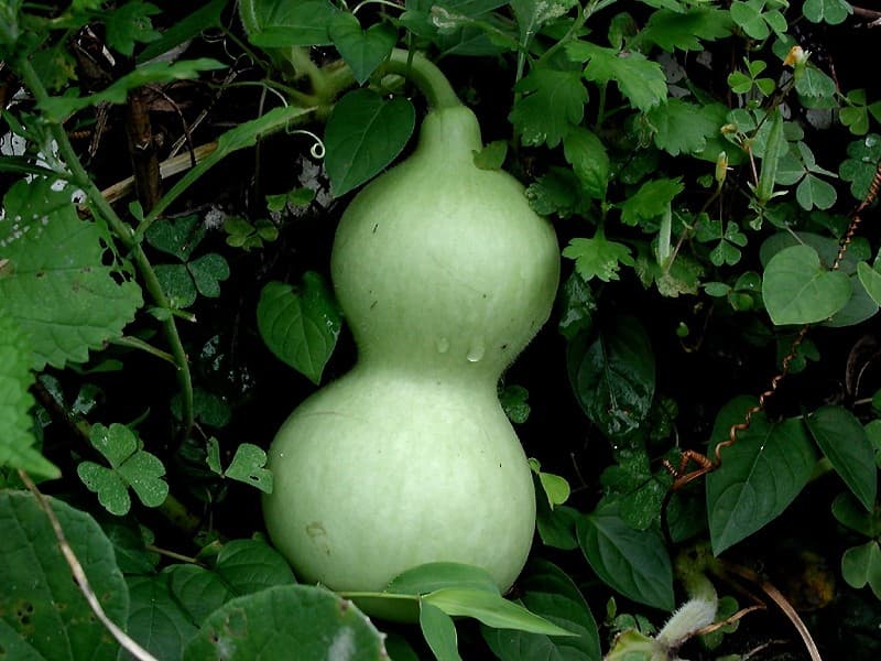 Dried bottle-gourd strip before it reaches the sushi counter