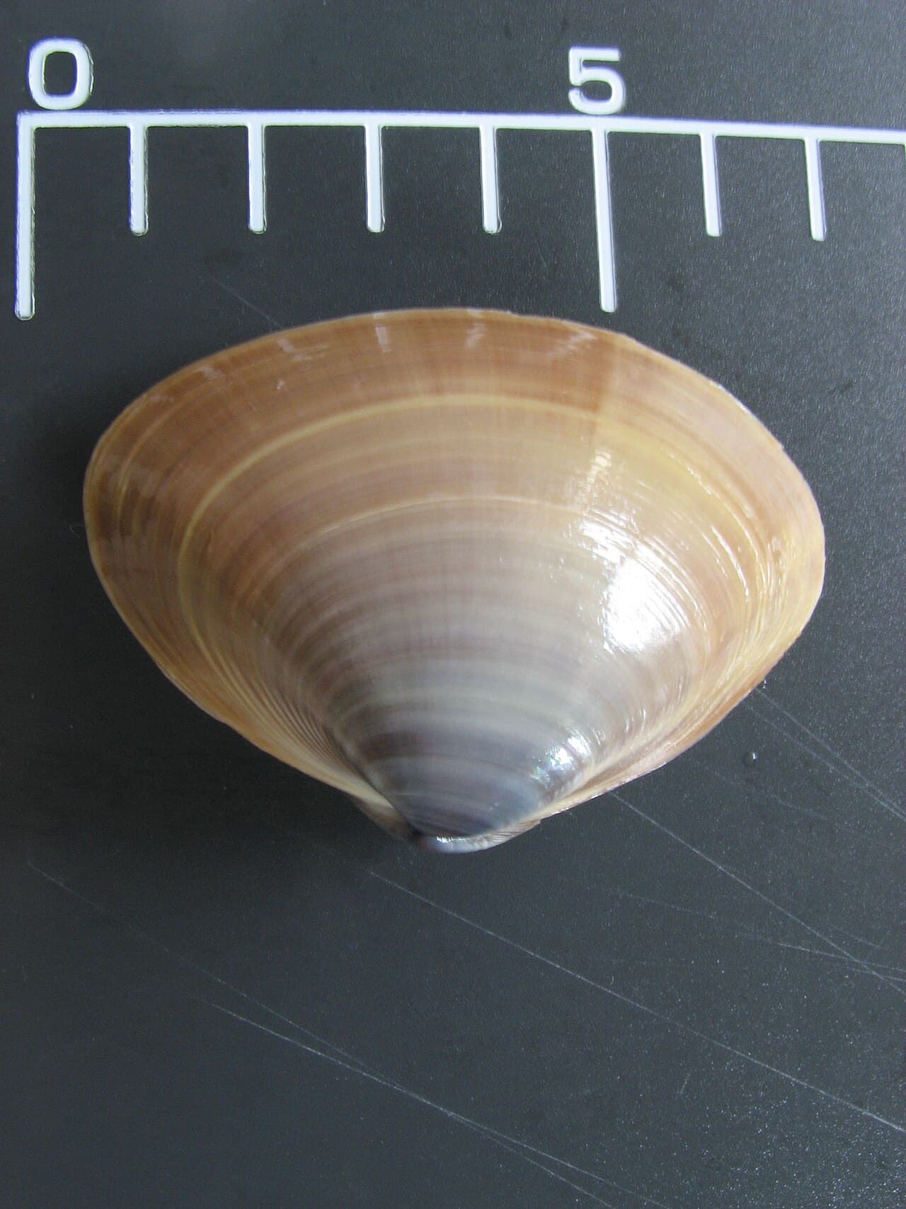Mactra chinensis, the whole animal behind Chinese surf clam / trough shell