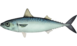 Scomber japonicus, the whole animal behind Mackerel