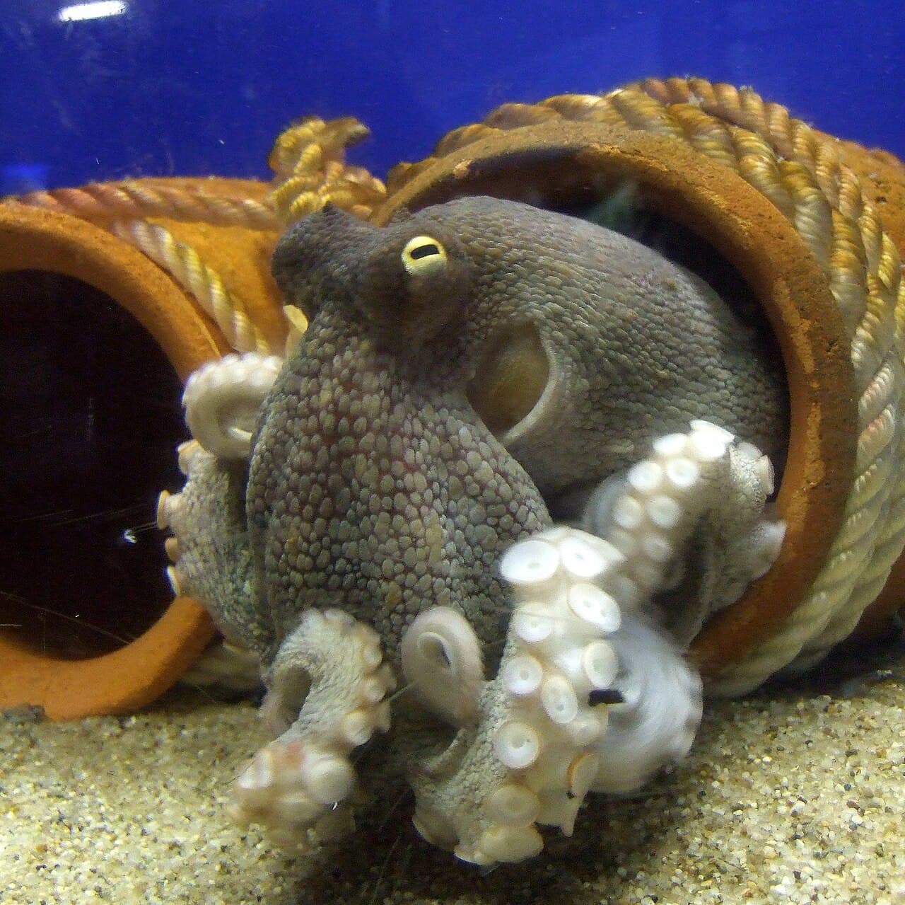 Octopus sinensis, the whole animal behind Common Japanese octopus