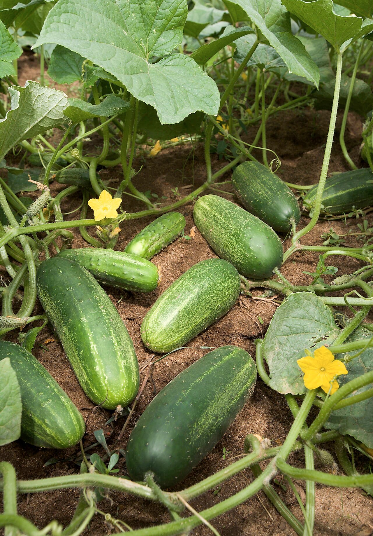 Cucumber before it reaches the sushi counter