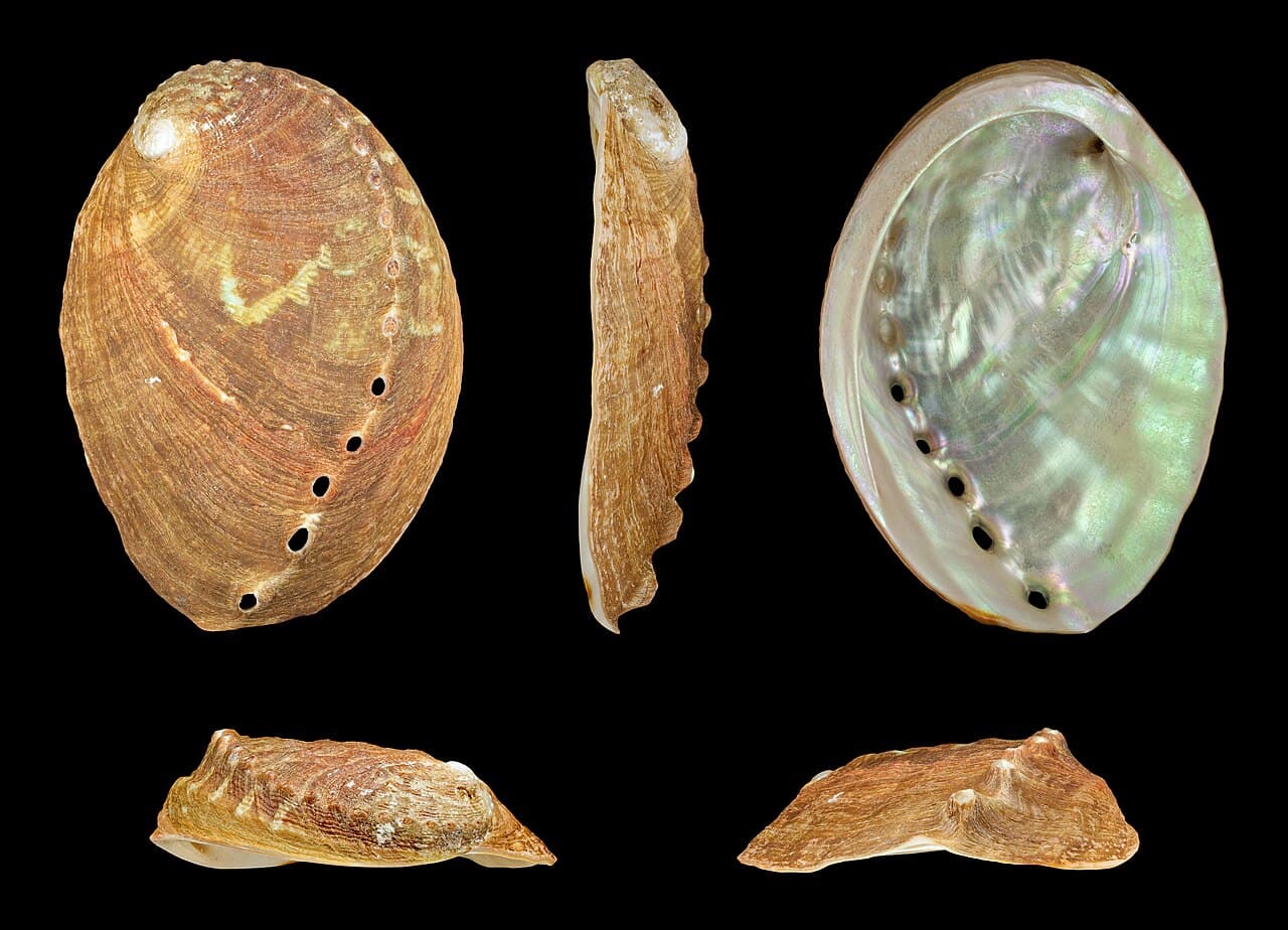 Haliotis discus discus 01, the whole animal behind Abalone