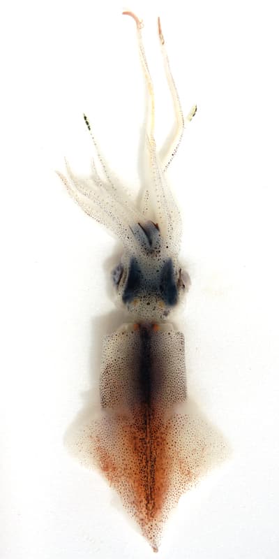 Watasenia scintillans, the whole animal behind Firefly squid