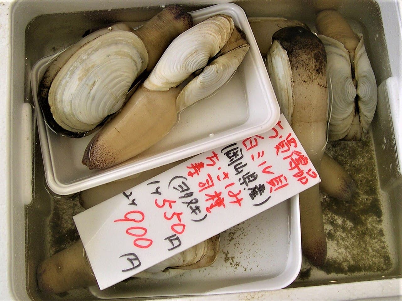 Shiro-mirugai from Okayama Prefecture at a fishmarket in Tokyo, the whole animal behind Gaper clam