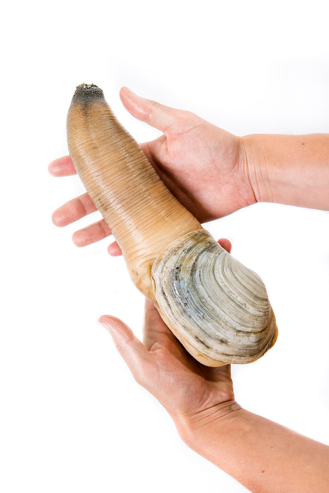 Geoduck held in two hands, the whole animal behind Pacific geoduck