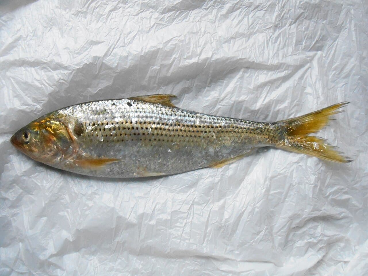Konosirus punctatus, the whole animal behind Gizzard shad
