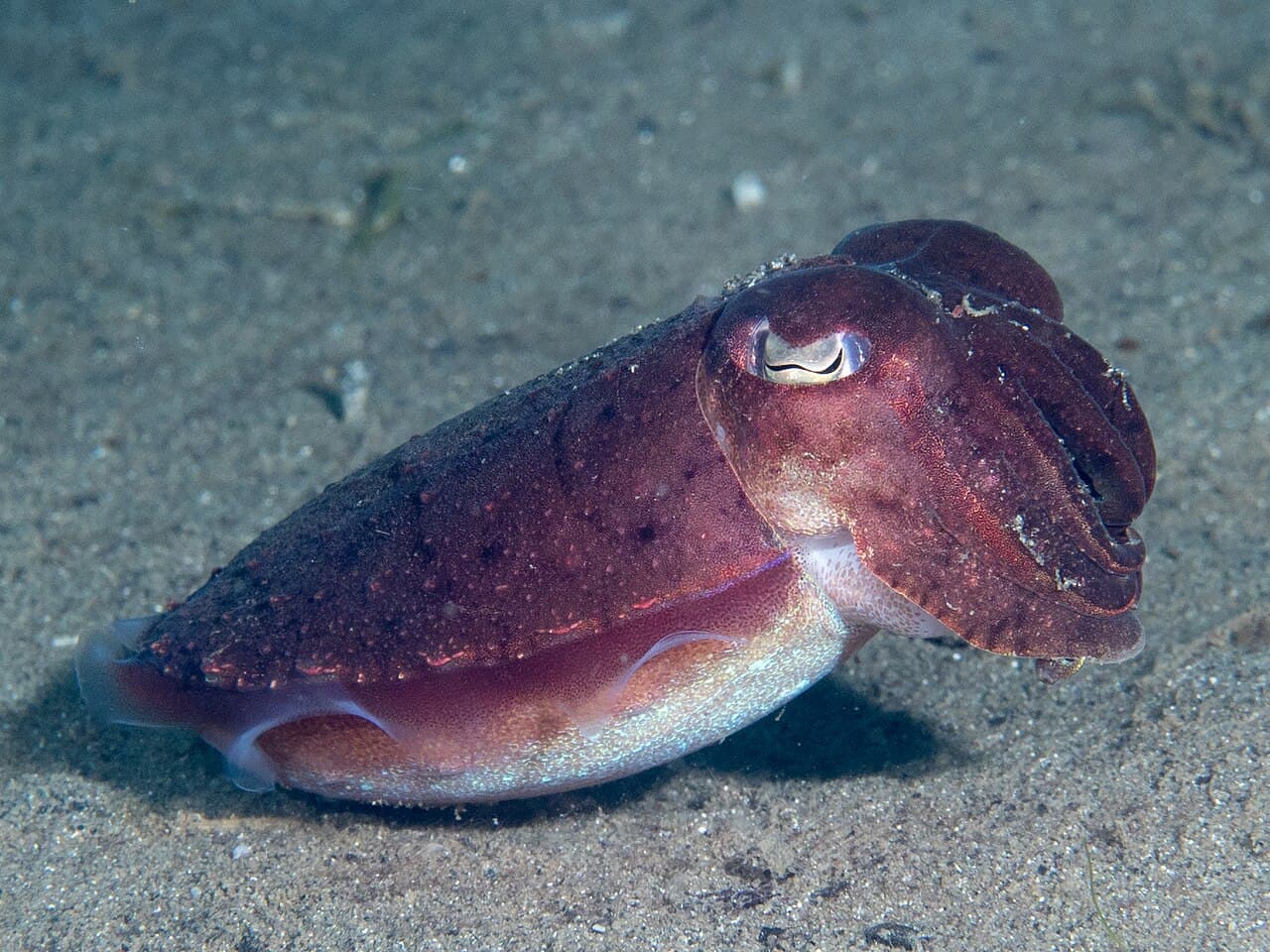 Golden Cuttlefish (Sepia esculenta) (49152874797), the whole animal behind Golden cuttlefish