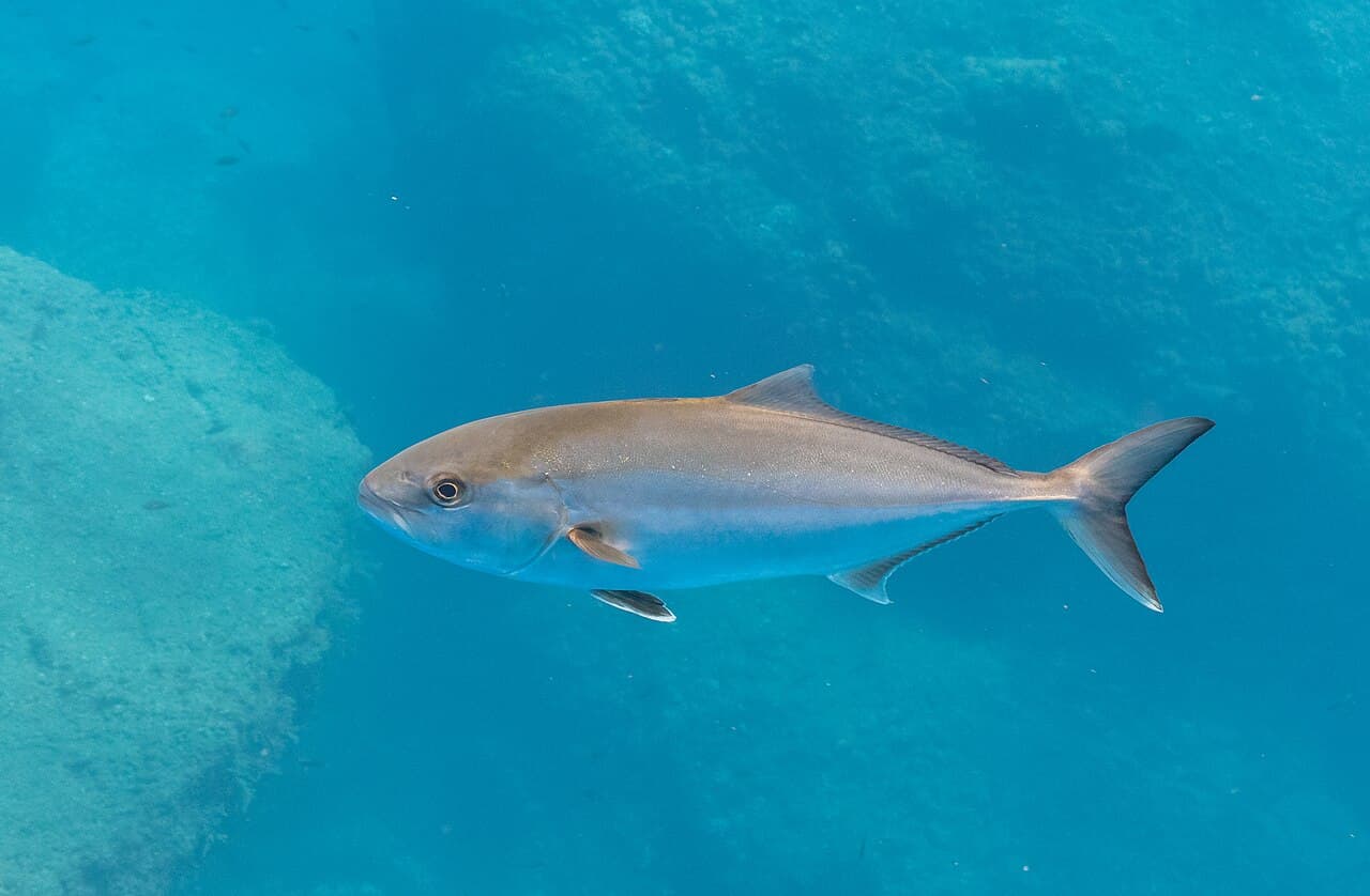 Pez limón (Seriola dumerili), Madeira, Portugal, 2019-05-31, DD 31, the whole animal behind Greater amberjack