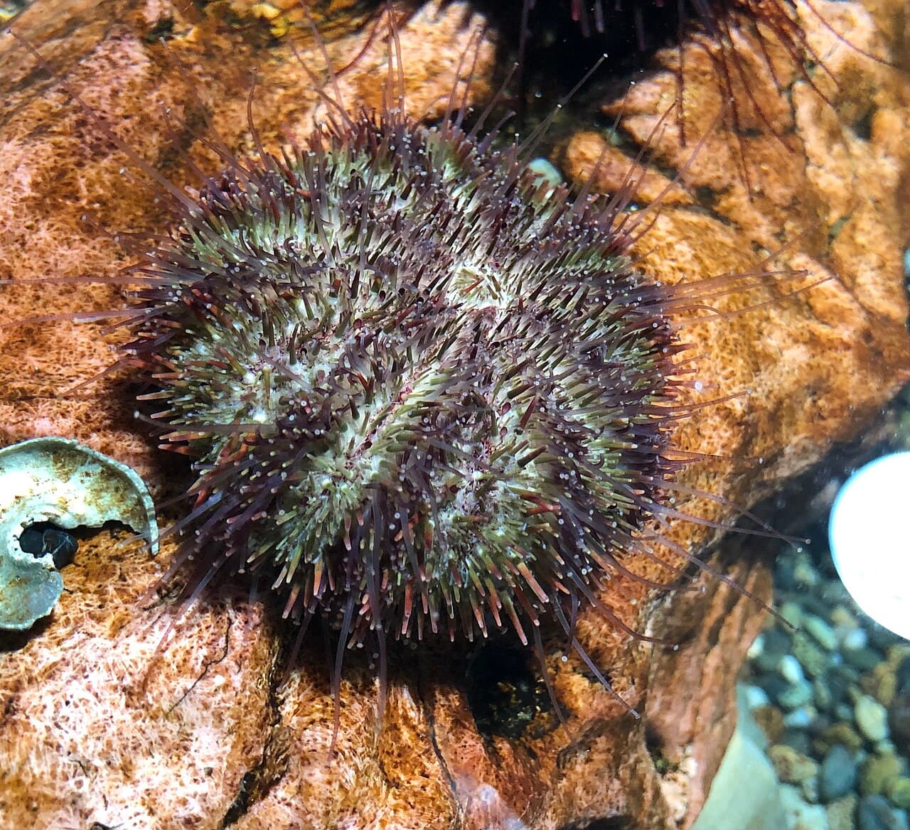 Strongylocentrotus intermedius 1, the whole animal behind Sea urchin gonad
