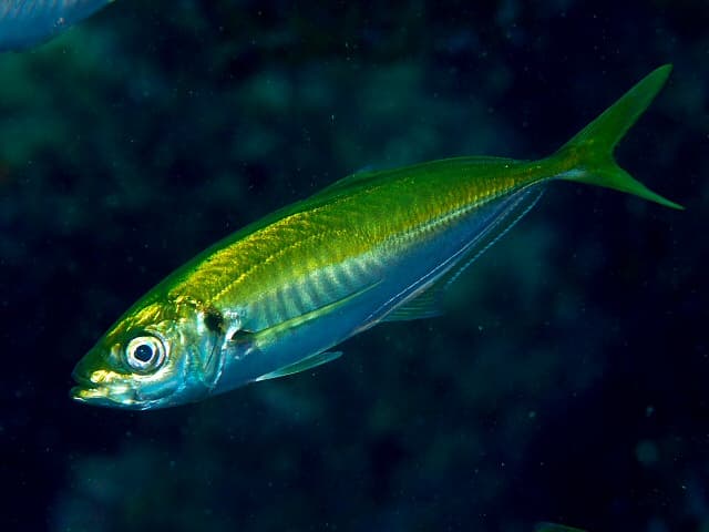 MaAji, the whole animal behind Japanese horse mackerel