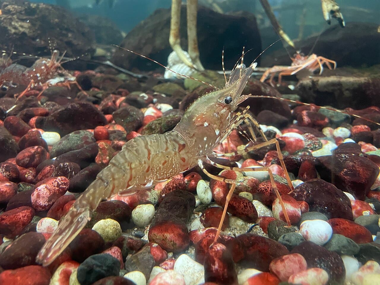 Pandalus hypsinotus Sunpiazza, the whole animal behind Humpback shrimp / botan shrimp