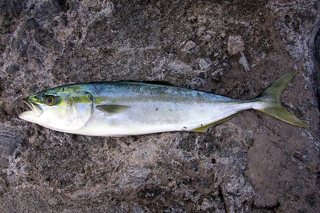 Seriola quinqueradiata (200810), the whole animal behind Adult Japanese amberjack
