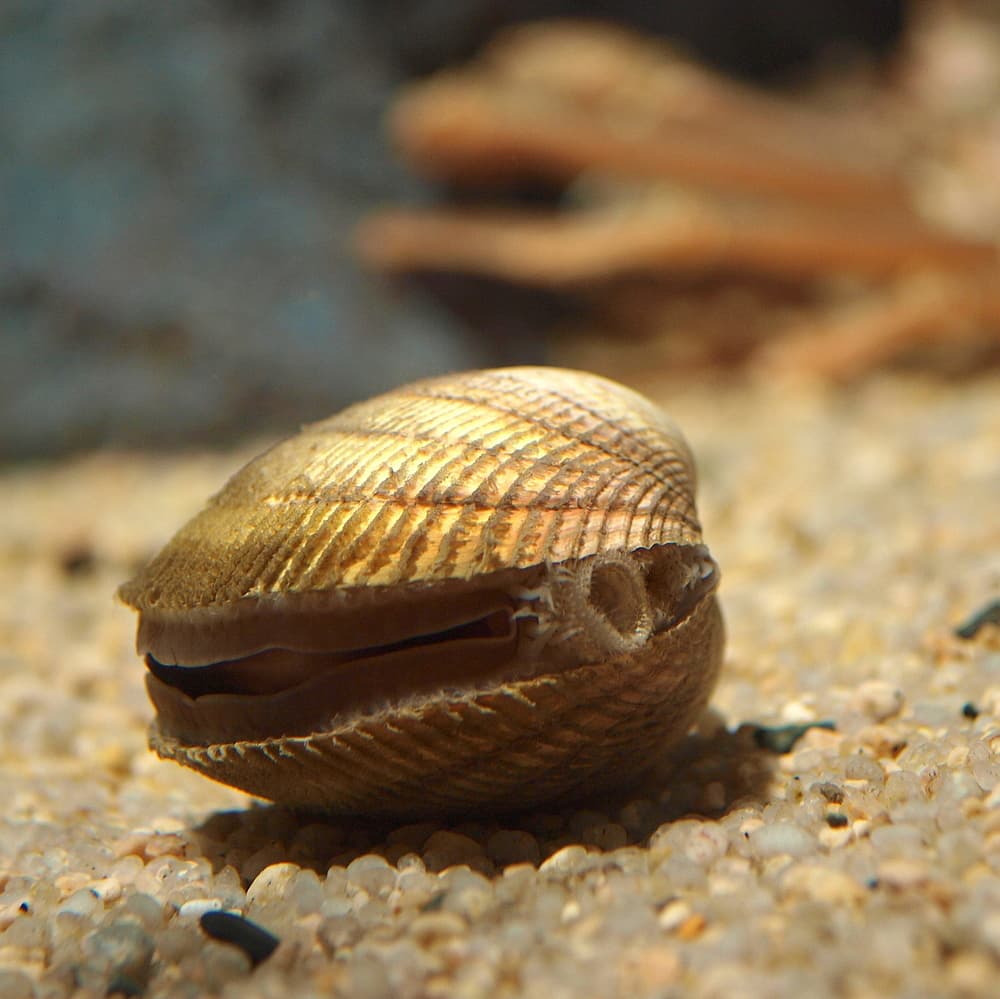 Fulvia mutica by OpenCage, the whole animal behind Japanese egg cockle