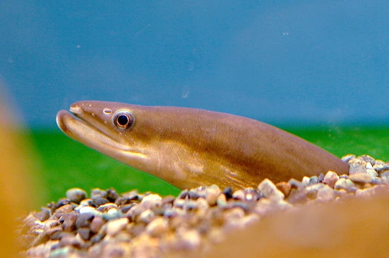 Anguilla japonica, the whole animal behind Japanese eel