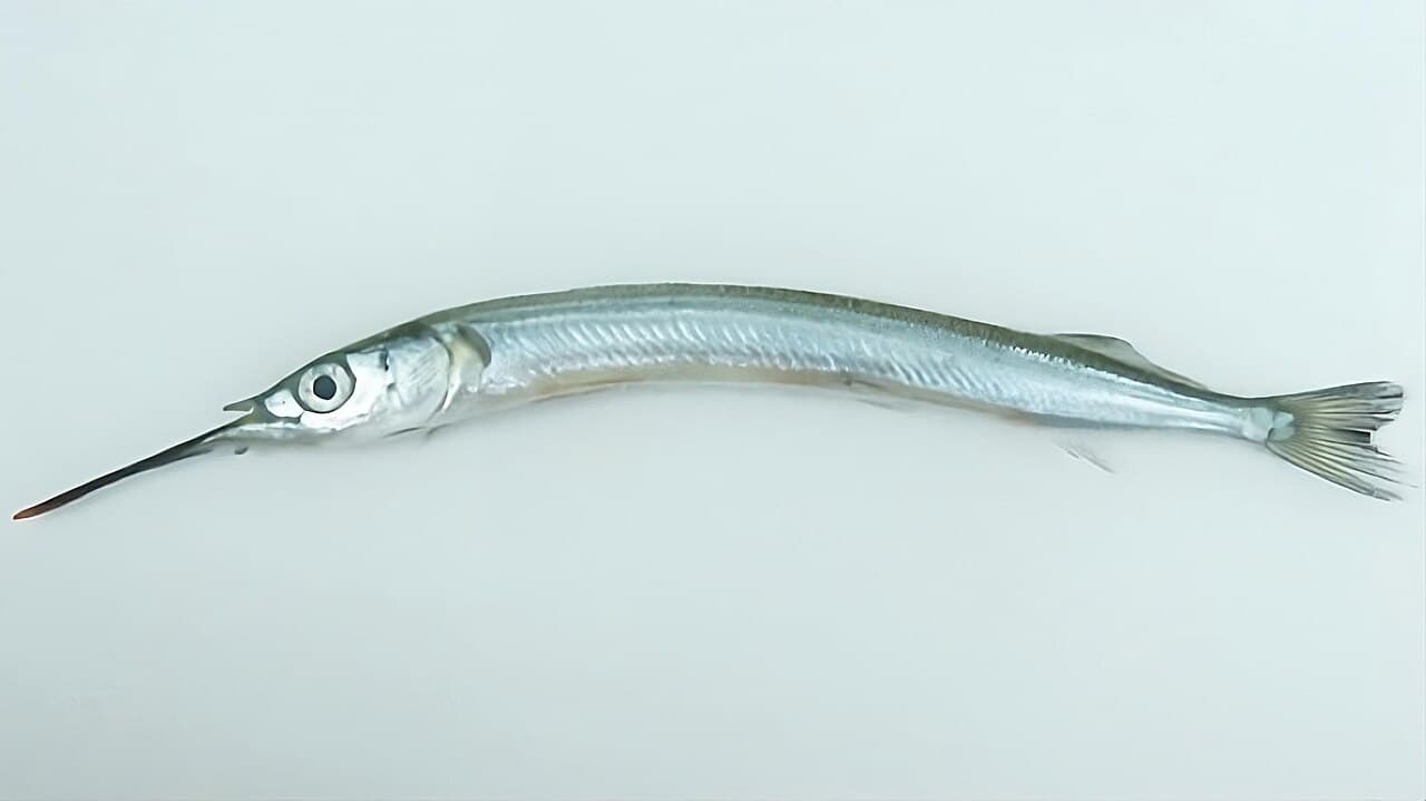 Hyporhamphus sajori, the whole animal behind Japanese halfbeak