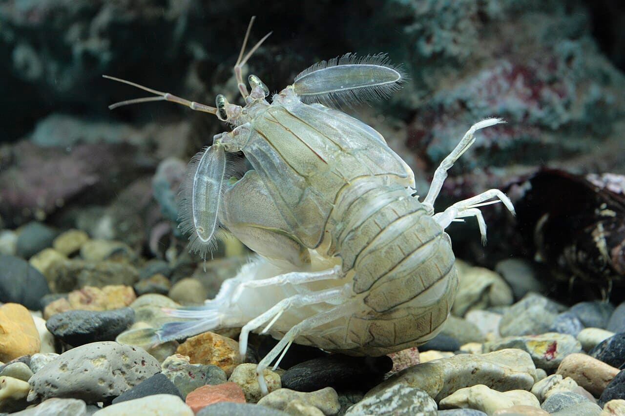 Oratosquilla oratoria, back, the whole animal behind Japanese mantis shrimp