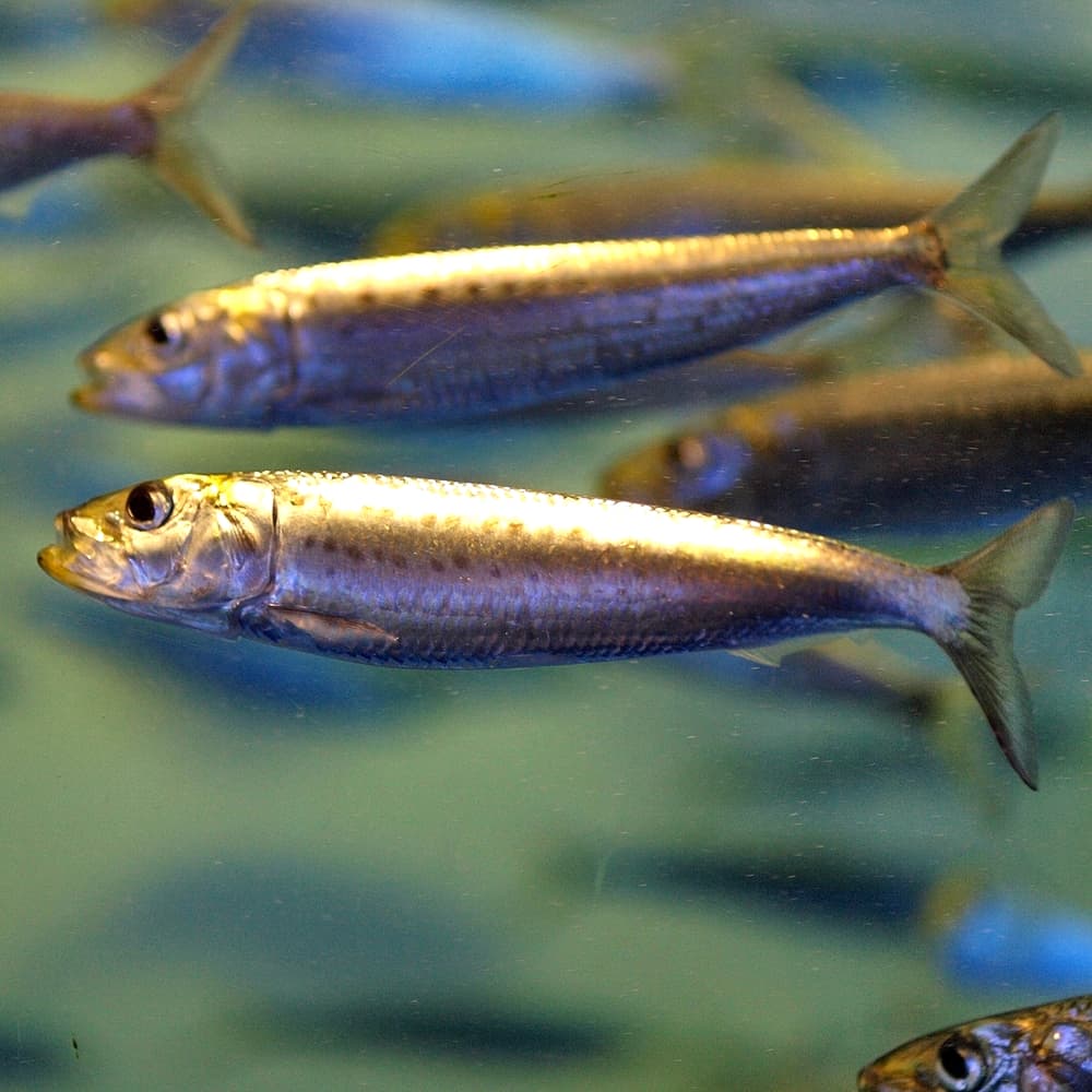 Sardinops melanostictus, the whole animal behind Japanese sardine