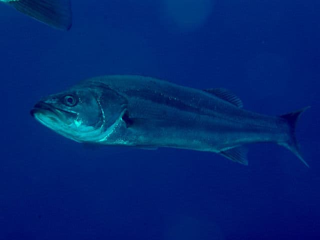 Suzuki201302, the whole animal behind Japanese sea bass