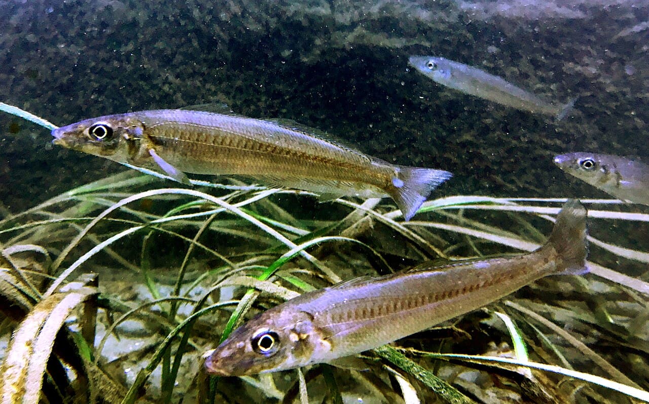 Sillago japonica-02, the whole animal behind Japanese whiting