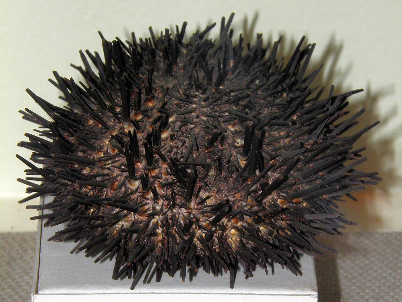 Kita-murasaki uni: Mesocentrotus nudus