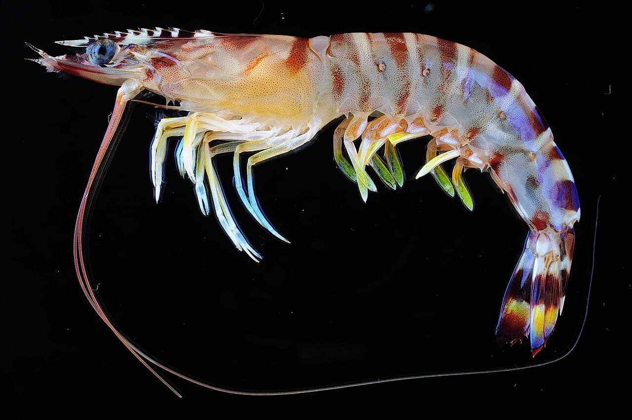 Marsupenaeus japonicus (MNHN-IU-2011-5734), the whole animal behind Kuruma prawn
