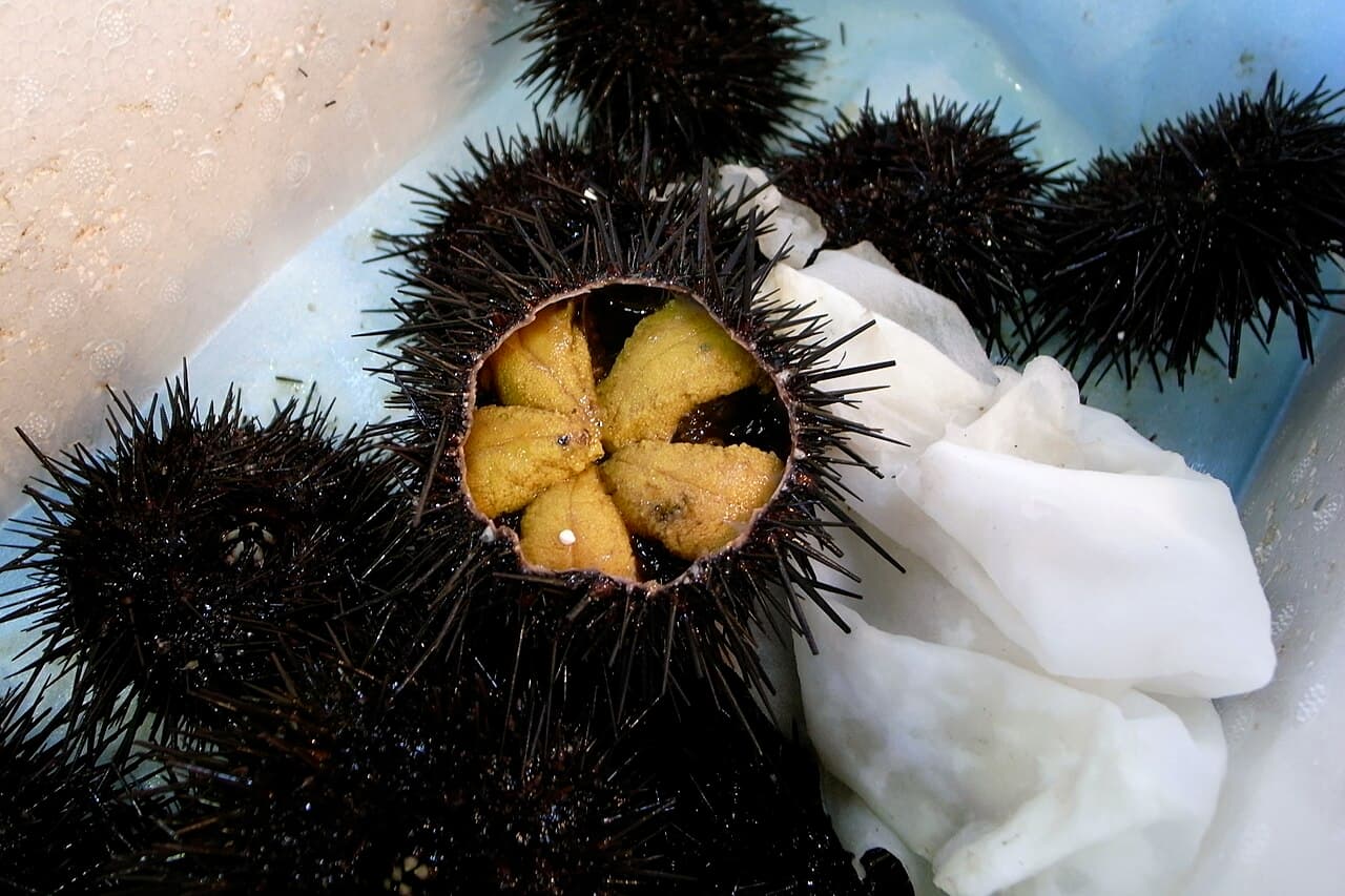 Murasaki uni: Fresh Sea Urchin (2678940158)