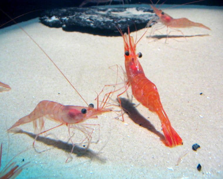 Woda-6 ubt, the whole animal behind Sweet shrimp