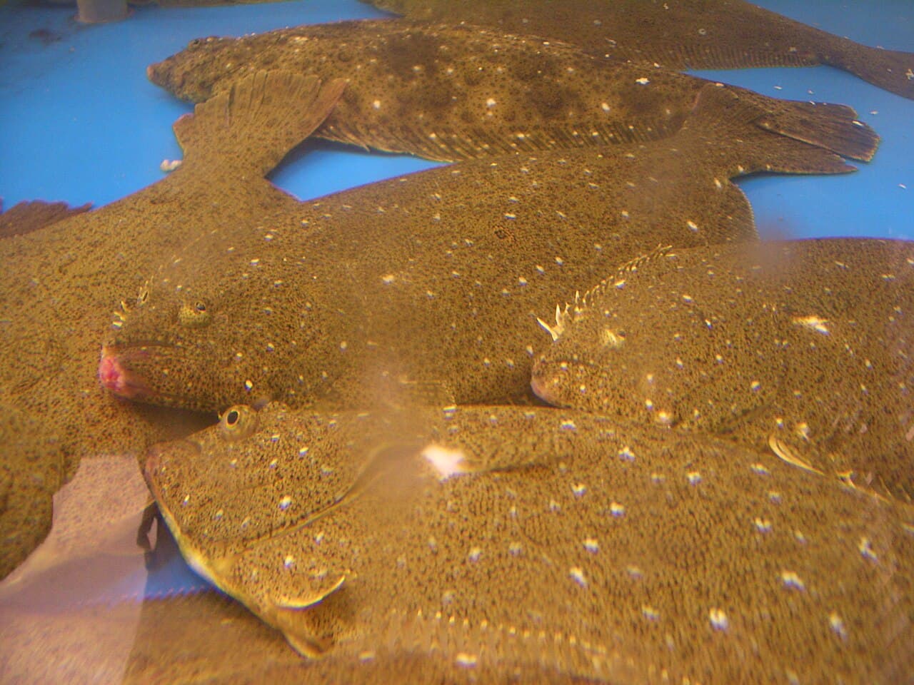 Paralichthys-olivaceus-Federal-Way-3583, the whole animal behind Olive flounder / fluke