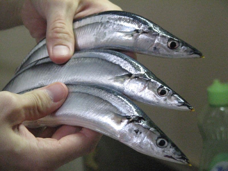 Sanma by beemartins in Matsushima, Miyagi, the whole animal behind Pacific saury