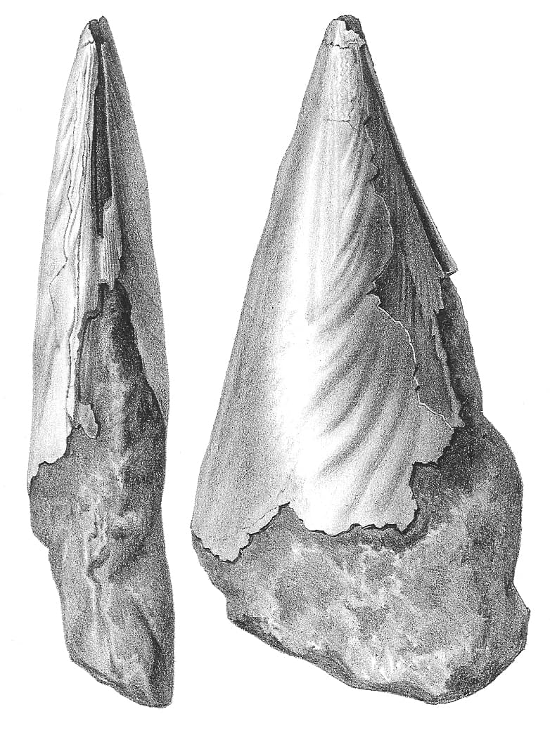 Nyst 1878 - Atrina pectinata, the whole animal behind Pen shell