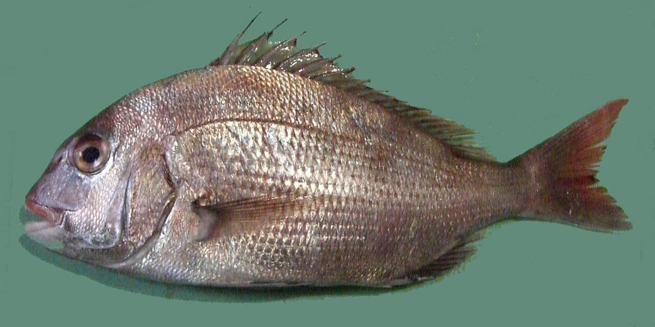Pagrus major Red seabream ja01, the whole animal behind Red seabream