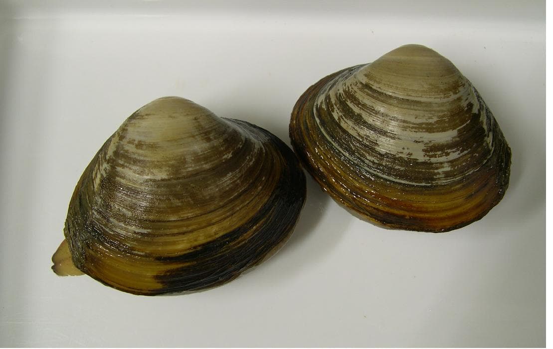 Pseudocardium sachalinense, the whole animal behind Sakhalin surf clam