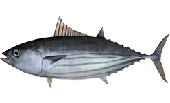Katsuwonus pelamis, the whole animal behind Skipjack tuna / bonito