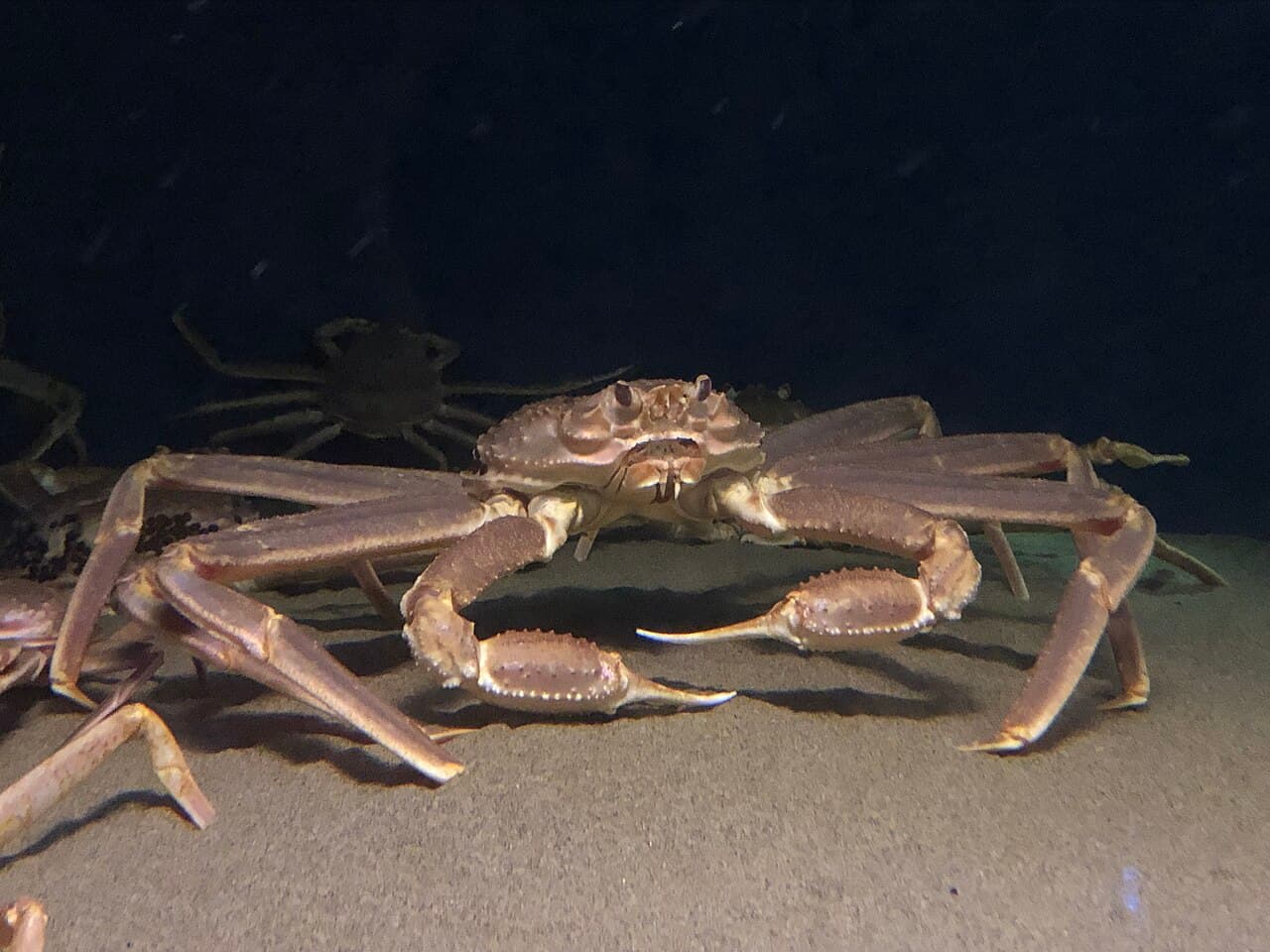 Chionoecetes opilio Kanikkokan, the whole animal behind Snow crab