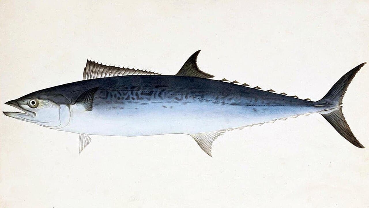 Scomberomorus niphonius Naturalis Biodiversity Center - RMNH.ART.192 - Scomberomorus nichonius (Cuvier) - Kawahara Keiga - 1823 - 1829 - Siebold Collection - pencil drawing - water colour, the whole animal behind Japanese Spanish mackerel