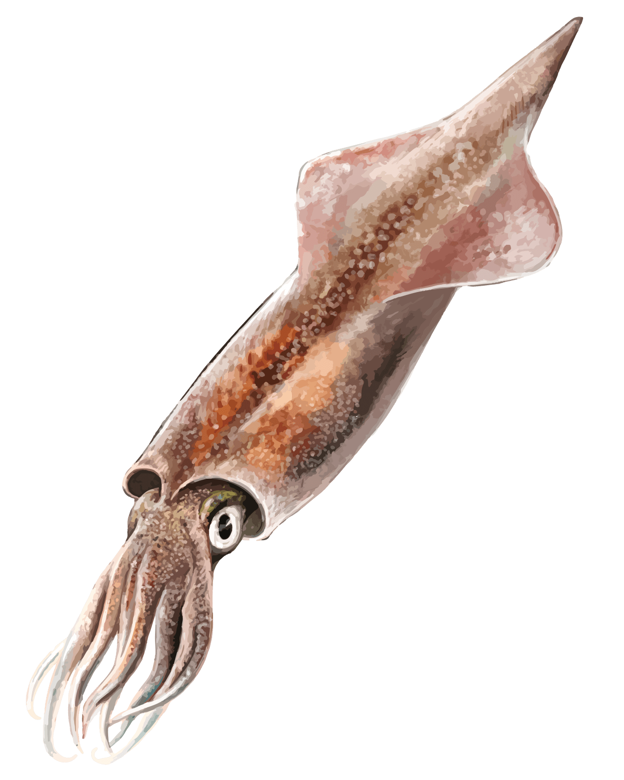 202204 Spear squid, the whole animal behind Spear squid