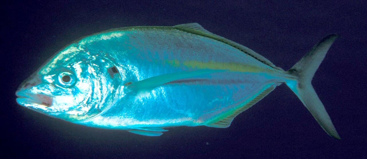 Pseudocaranx dentex (White trevally), the whole animal behind Striped jack