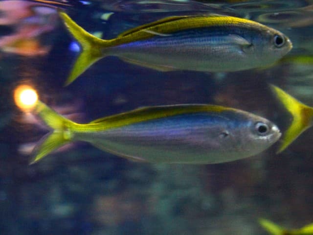 タカベ Labracoglossa argentiventris, the whole animal behind Yellow-striped butterfish