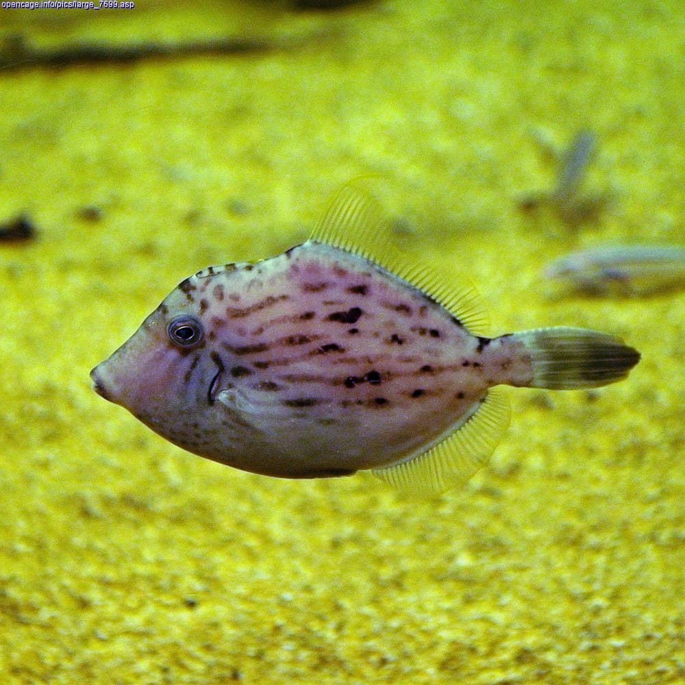Stephanolepis cirrhifer, the whole animal behind Threadsail filefish / leatherjacket